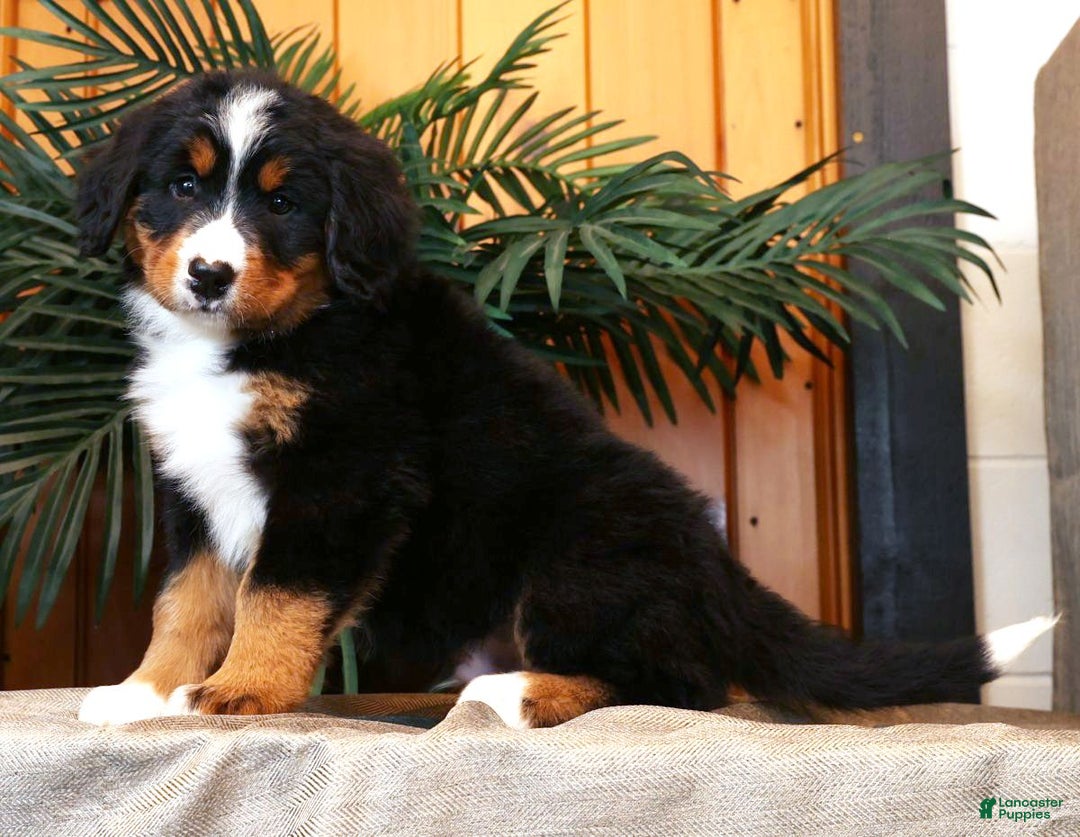 Bernese Mountain Dog dogs for sale: Justin - Ad 3