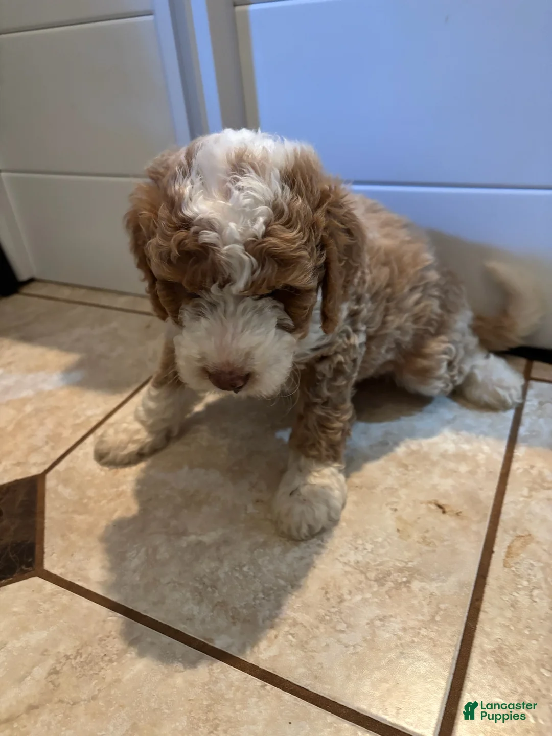 Mini Bernedoodle dogs for sale: Clover - Ad 2