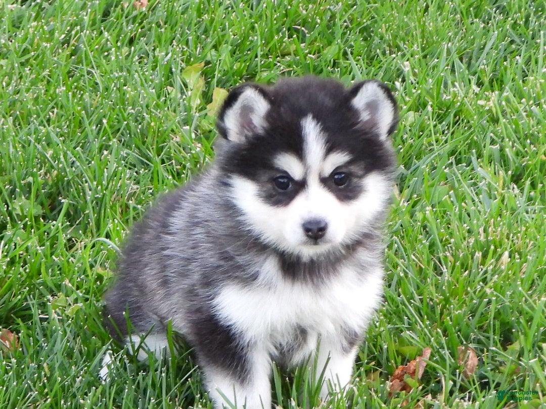 Pomsky dogs for sale: Samantha - Ad 4