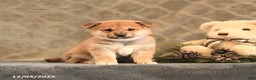 Shiba Inu dogs for sale: Trinket - Ad 2