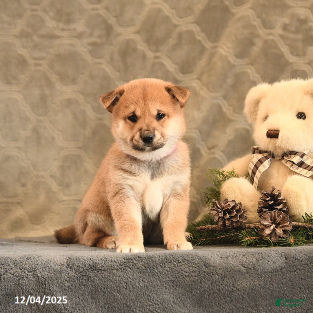 Shiba Inu dogs for sale: Trinket - Ad 2