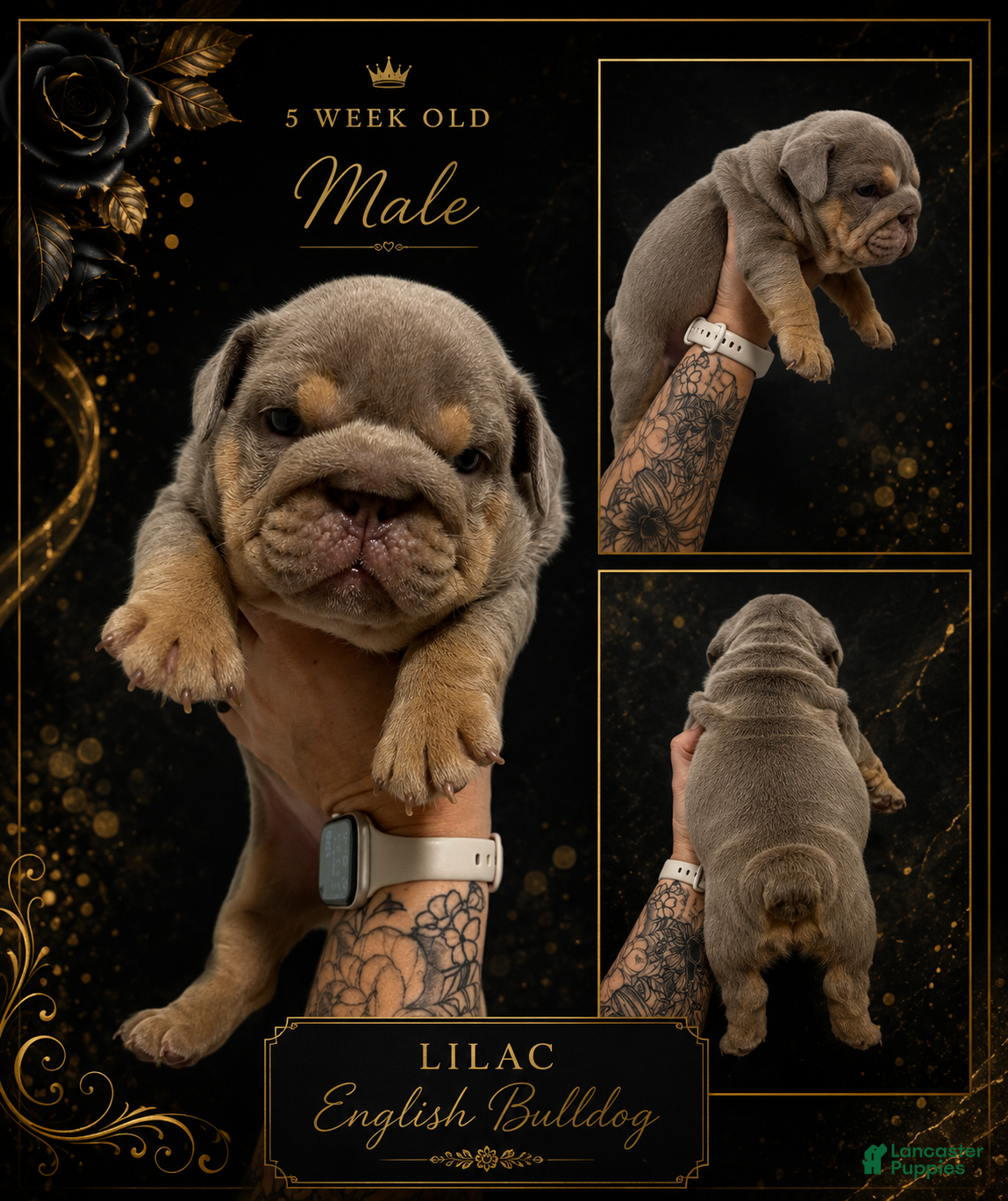 English Bulldog dogs English Bulldog Lilac Male - Ad 1