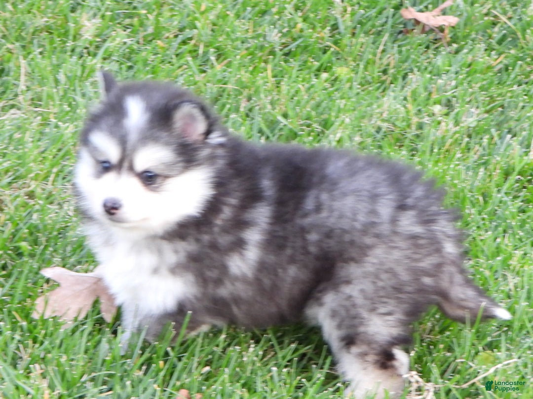 Pomsky dogs for sale: Sparky - Ad 7