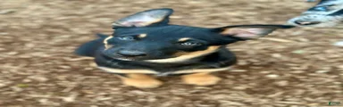 Australian Kelpie 1/4 Mcnab Border Collie