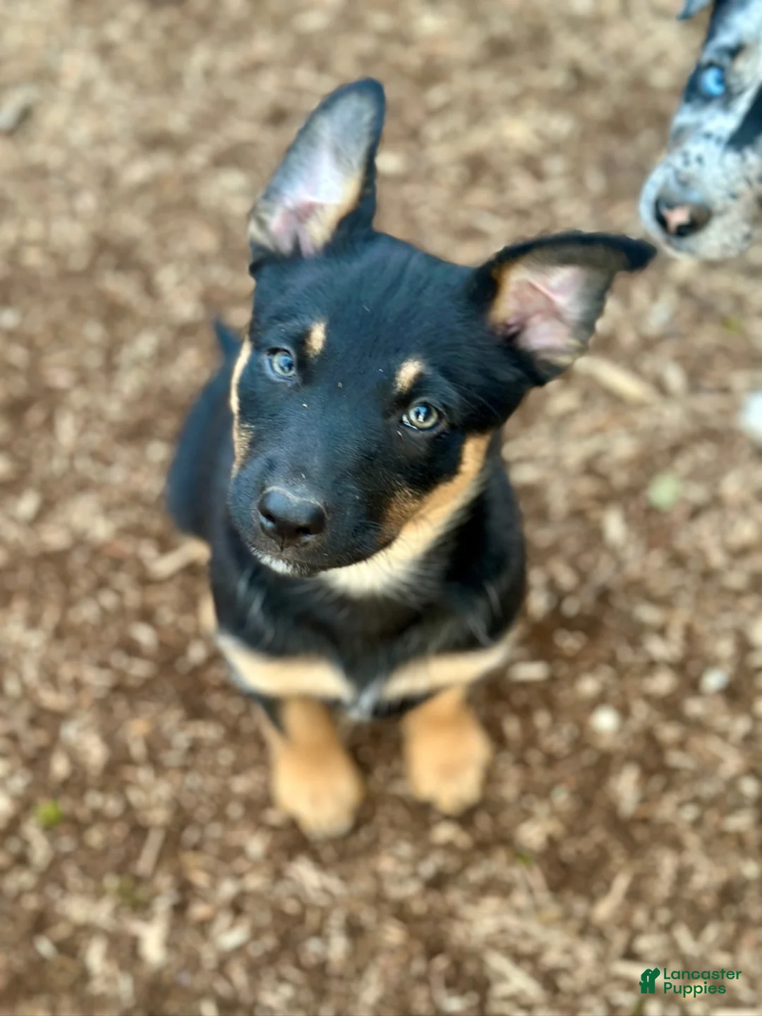 Australian Kelpie dogs for sale: Australian Kelpie 1/4 Mcnab Border Collie - Ad 1