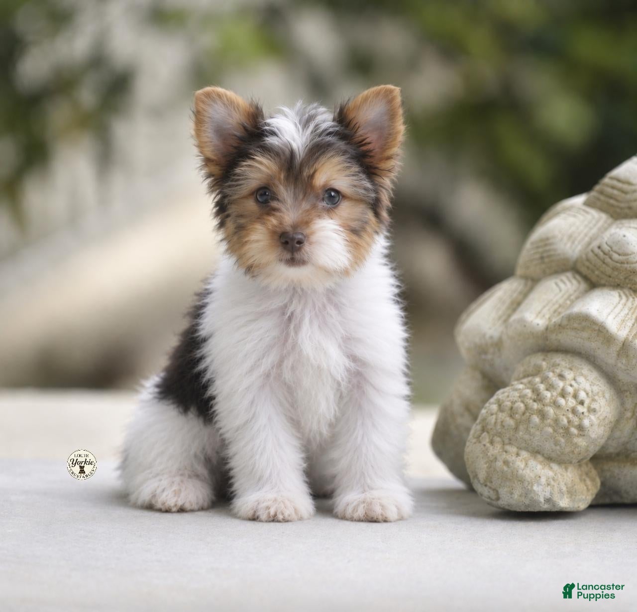 Yorkshire Terrier dogs Ollie - Ad 30