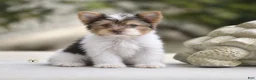 Yorkshire Terrier dogs for sale: Ollie - Ad 1