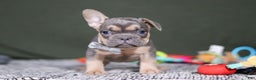 French Bulldog dogs for sale: Bryce - Ad 3