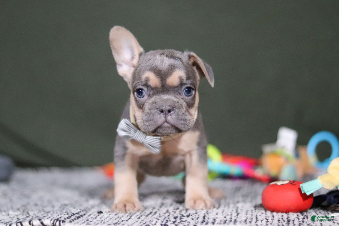 French Bulldog dogs for sale: Bryce - Ad 3