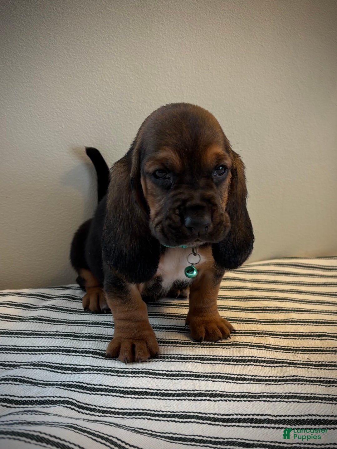 Basset Hound dogs for sale: Cindy Lou - Ad 3