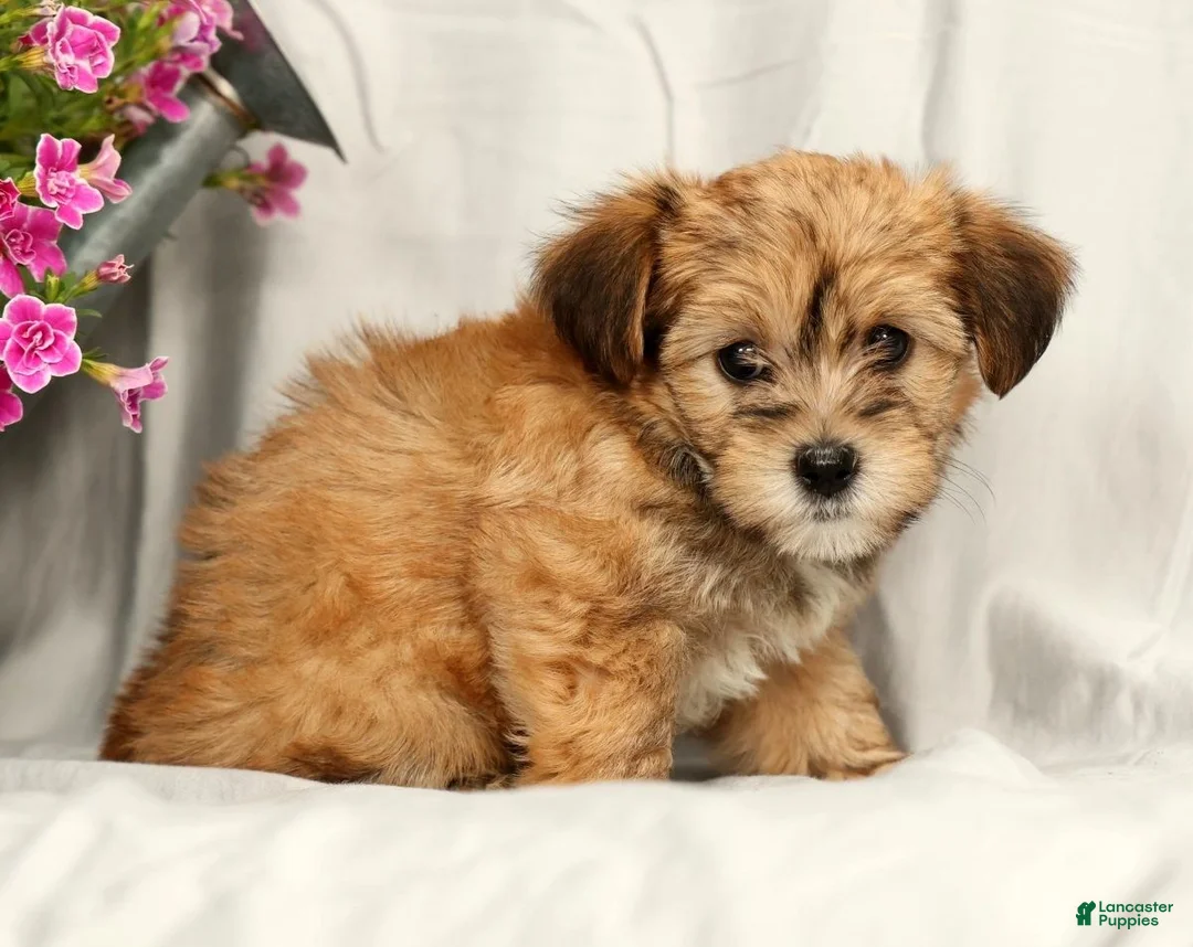 Yorkiepoo dogs for sale: Lindsey - Ad 2