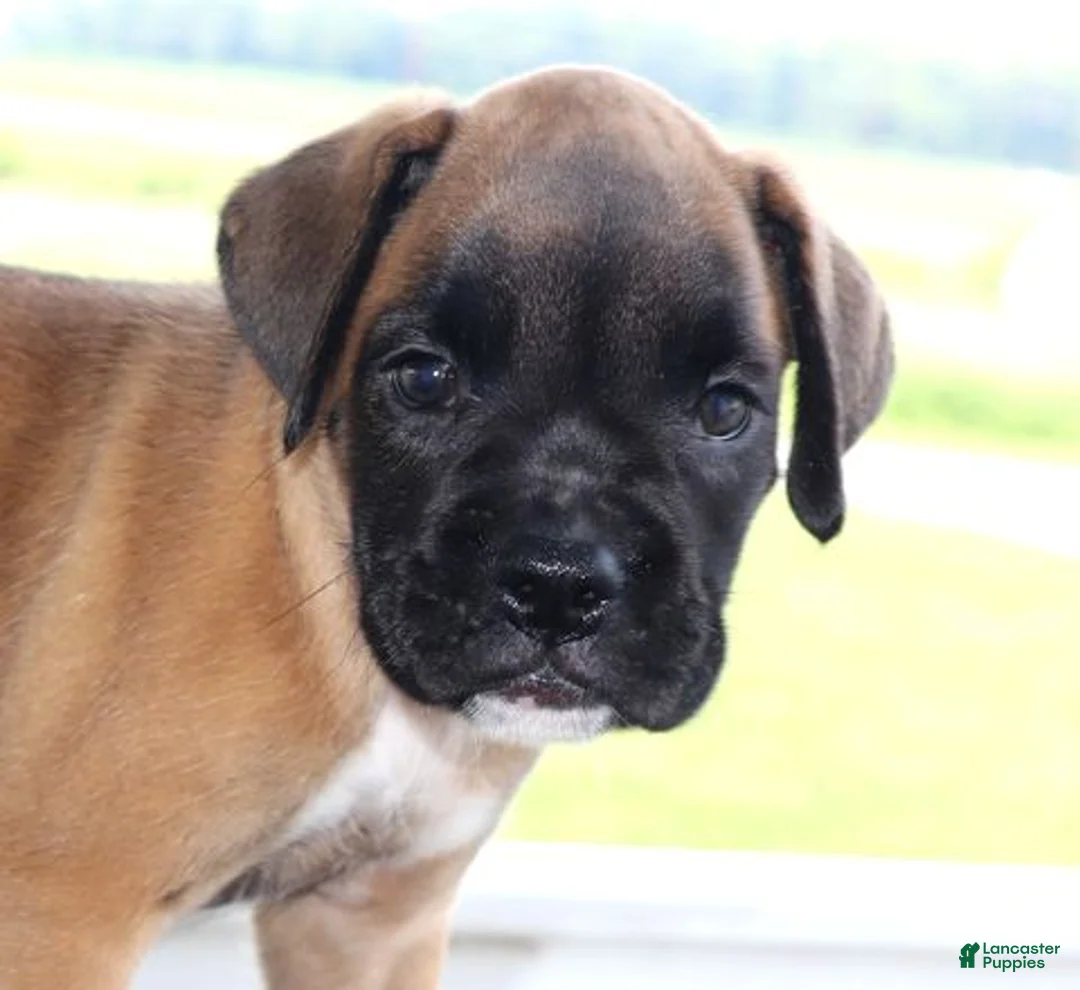 Boxer dogs for sale: Dakota- Champ lines - Ad 1