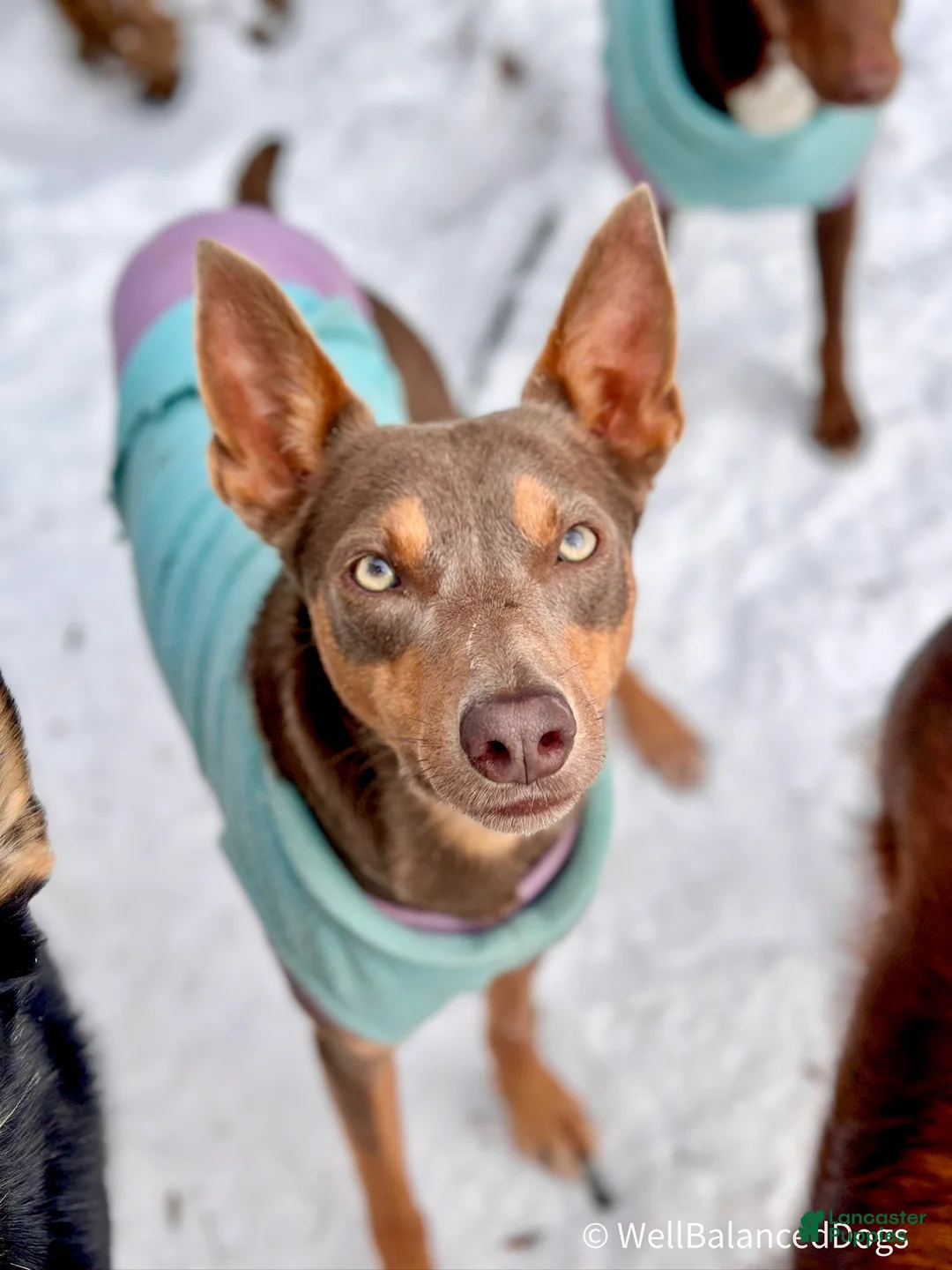 Mixed Breed dogs for sale: Australian Kelpie Fawn tan Female - Ad 2