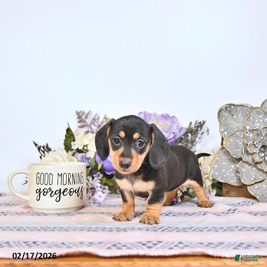 Miniature Dachshund dogs Oreo - Ad 2