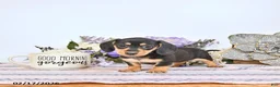 Miniature Dachshund dogs for sale: Oreo - Ad 2