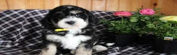 Bernedoodle dogs for sale: Pansy - Ad 7
