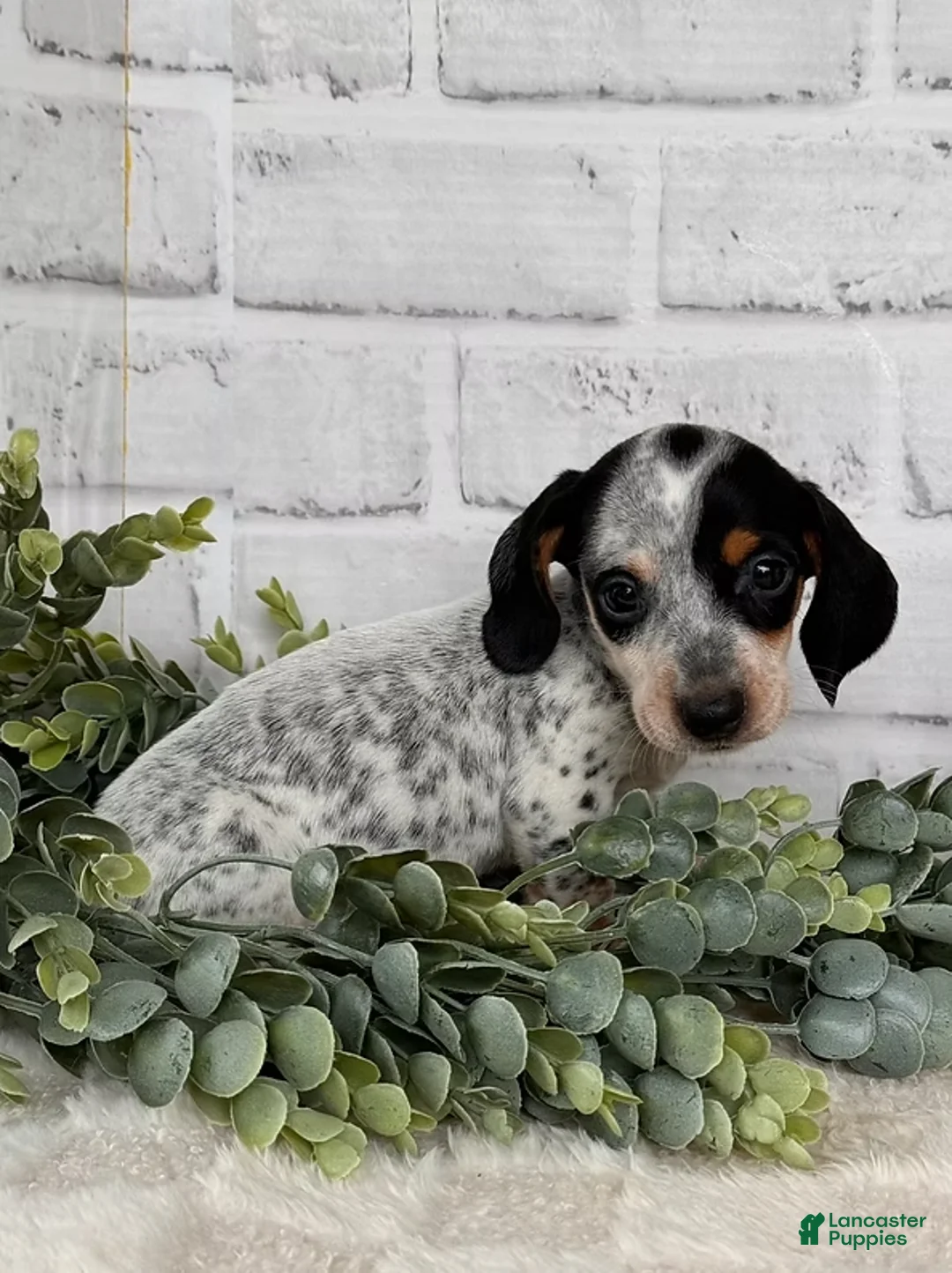 Dachshund dogs for sale: Dachshund Puppy 1 - Ad 1