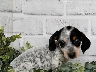 Dachshund dogs Dachshund Puppy 1 - Ad 4