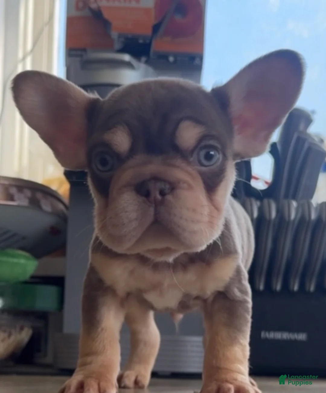 French Bulldog dogs for sale: Rojo N Tan with Pink - Ad 2