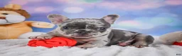 French Bulldog dogs for sale: Daisy - Ad 5