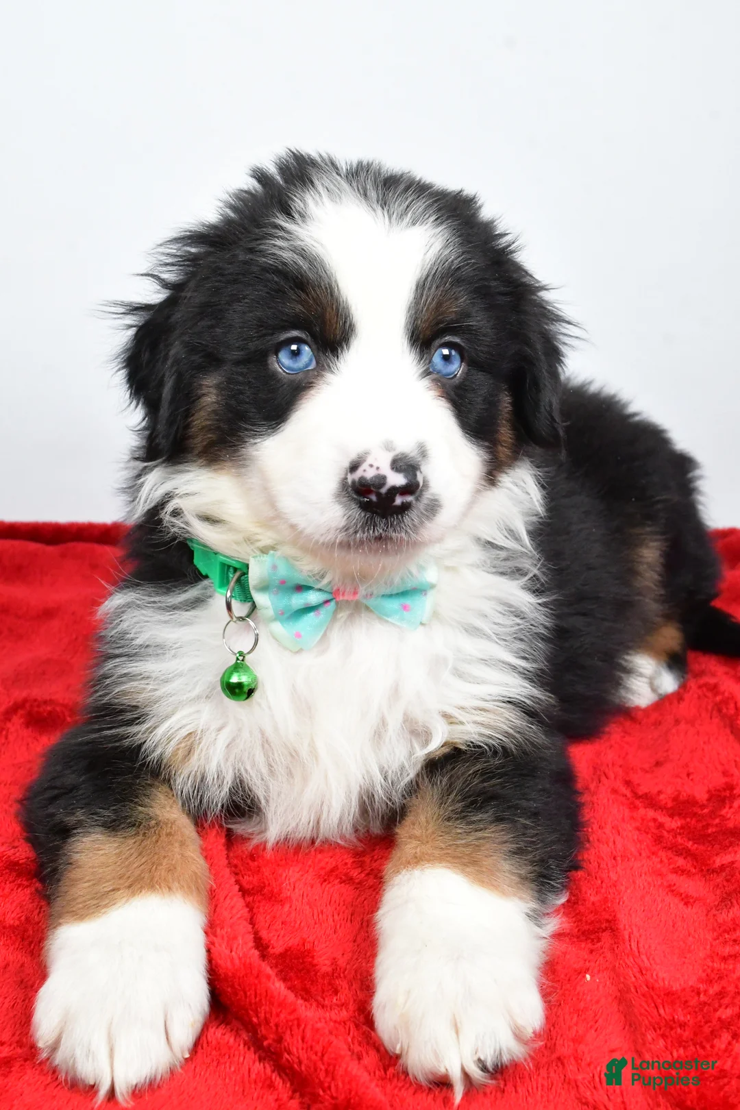 Miniature Australian Shepherd dogs for sale: Rambo - Ad 5