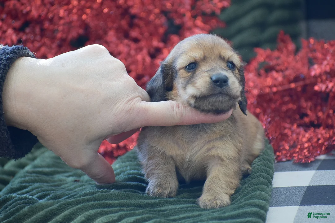 Miniature Dachshund dogs for sale: Arland - Ad 4