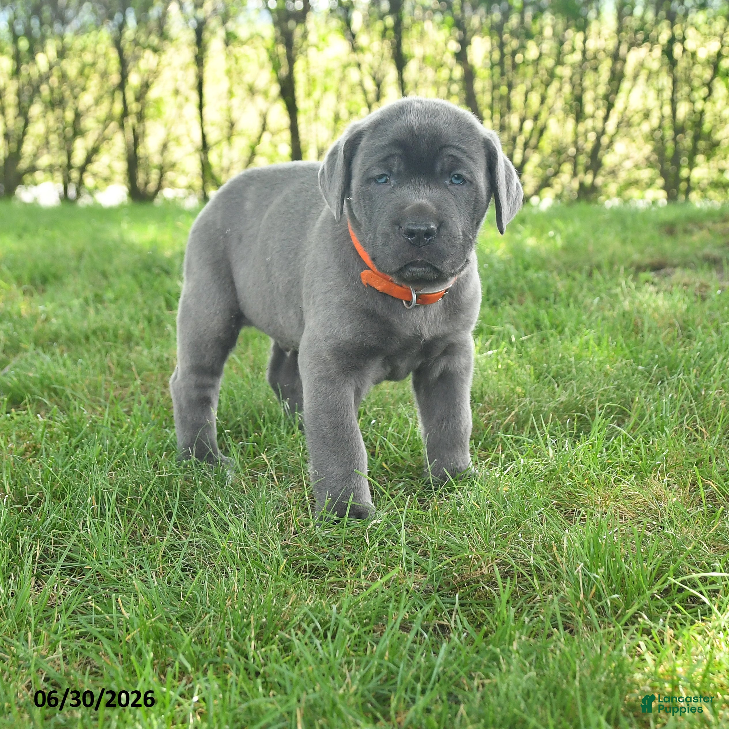 Cane Corso dogs River - Ad 1