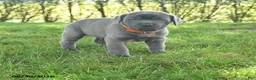 Cane Corso dogs for sale: River - Ad 1