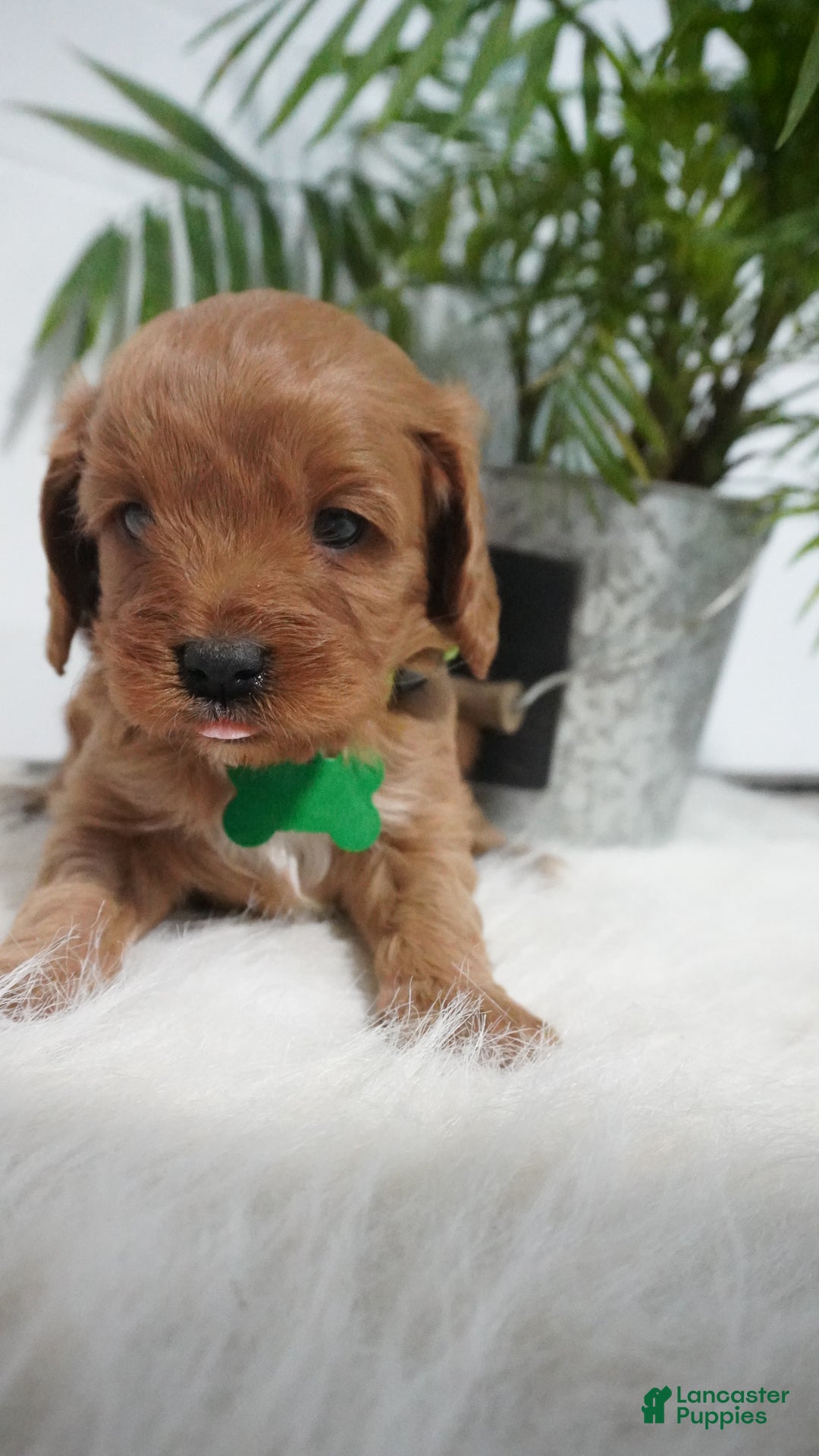 Cavapoo dogs for sale: Bryce  - Ad 11