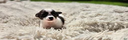 Chihuahua dogs for sale: Tara - Ad 6