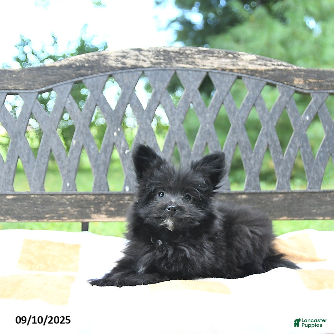 Pomapoo dogs for sale: Banjo - Ad 14