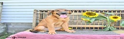 Golden Shepherd dogs for sale: Roxy - Ad 3