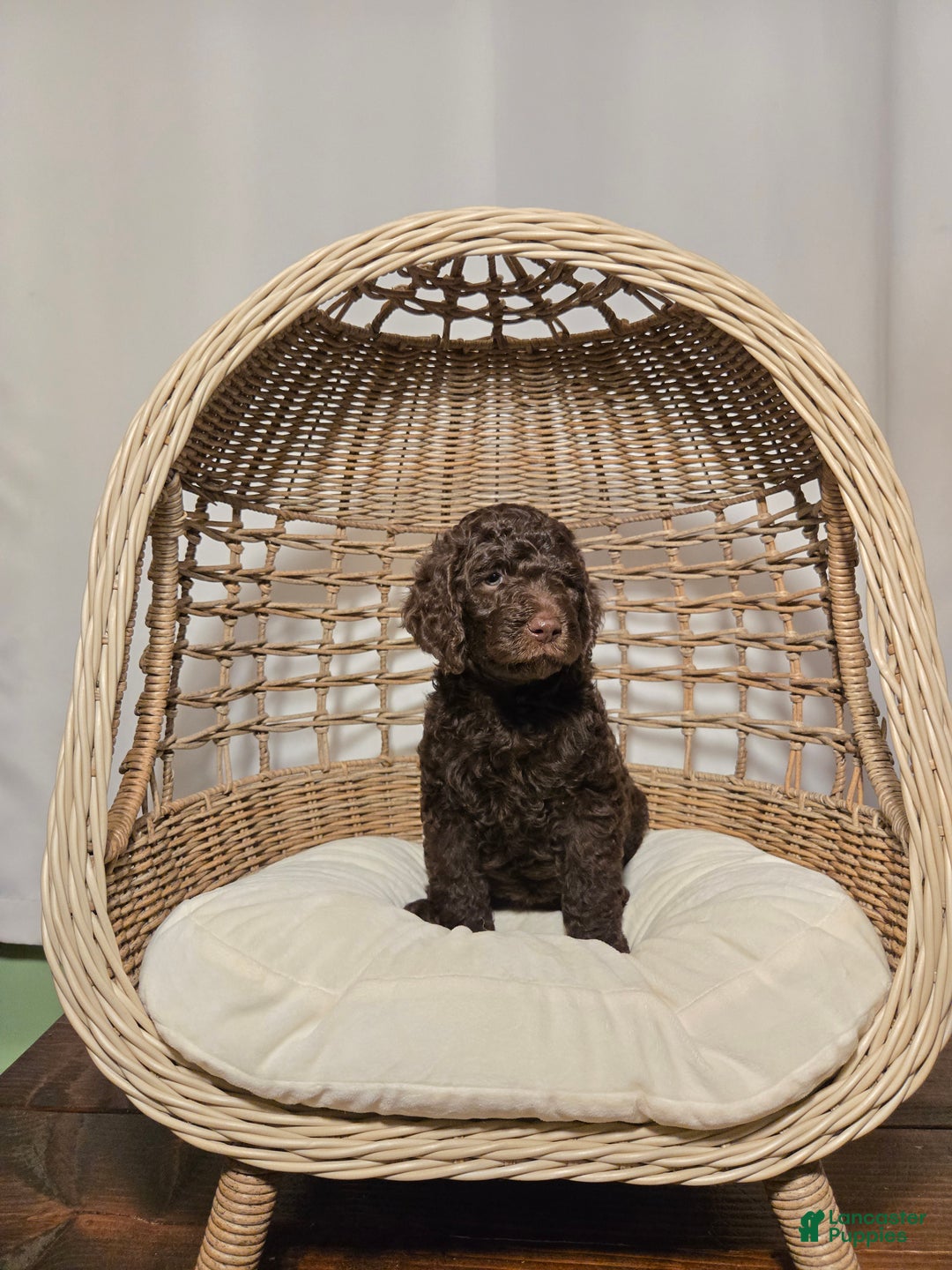 Goldendoodle dogs for sale: Chocolate - Ad 4