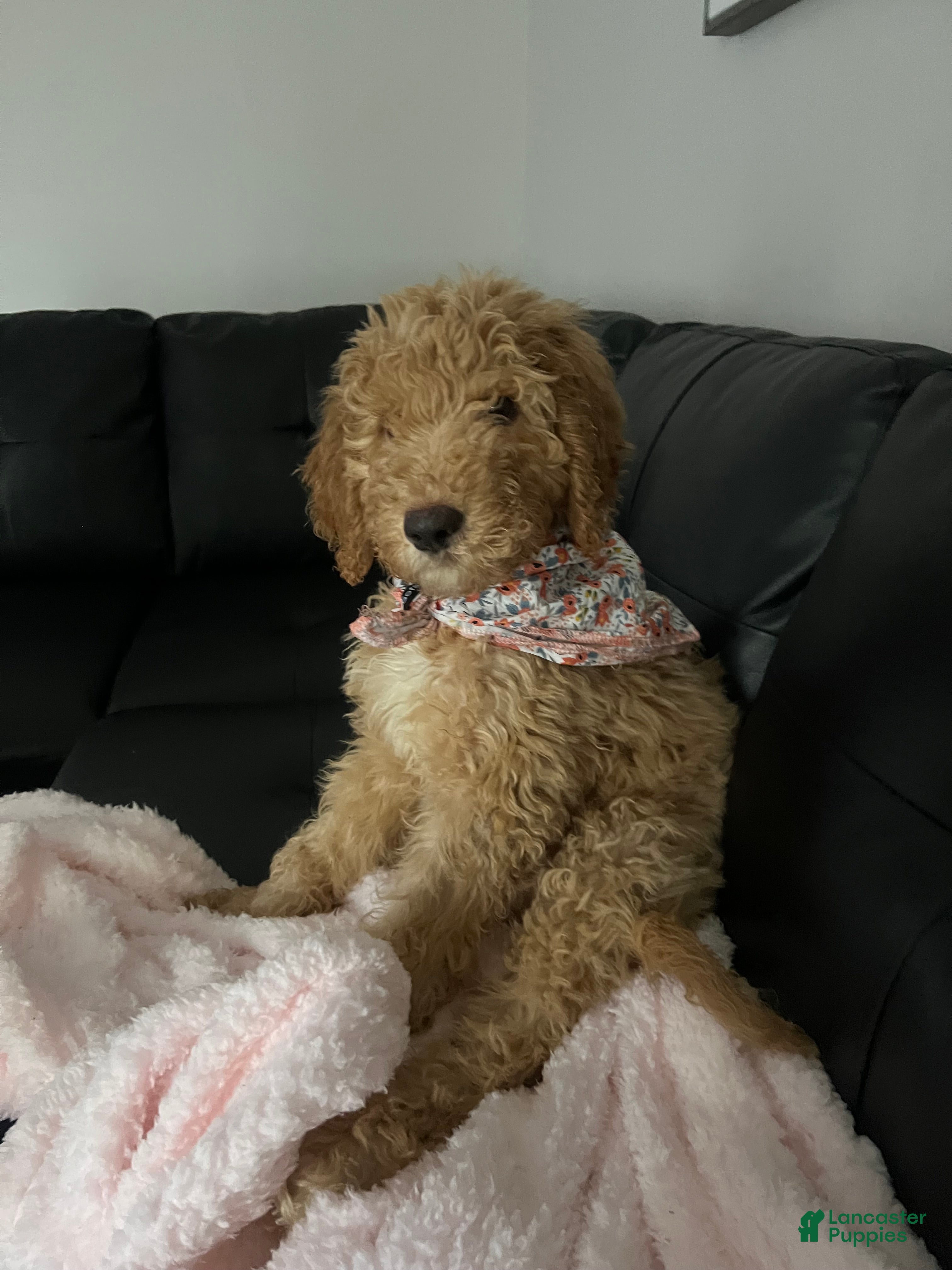 Goldendoodle dogs for sale: Goldendoodle Puppy 3 months old - Ad 1