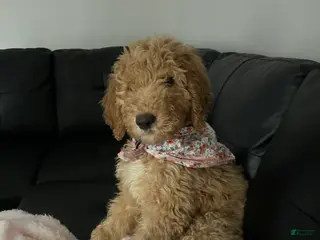 Goldendoodle dogs Goldendoodle Puppy 3 months old - Ad 16