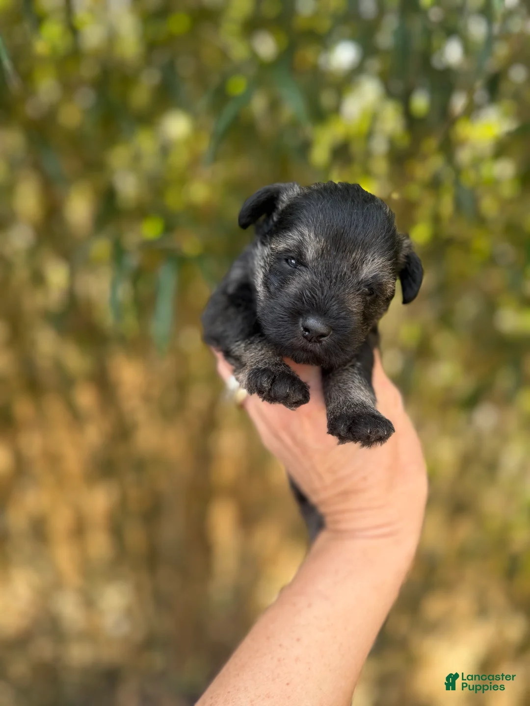 Miniature Schnauzer dogs for sale: Miniature Schnauzer Puppy 1 - Ad 1