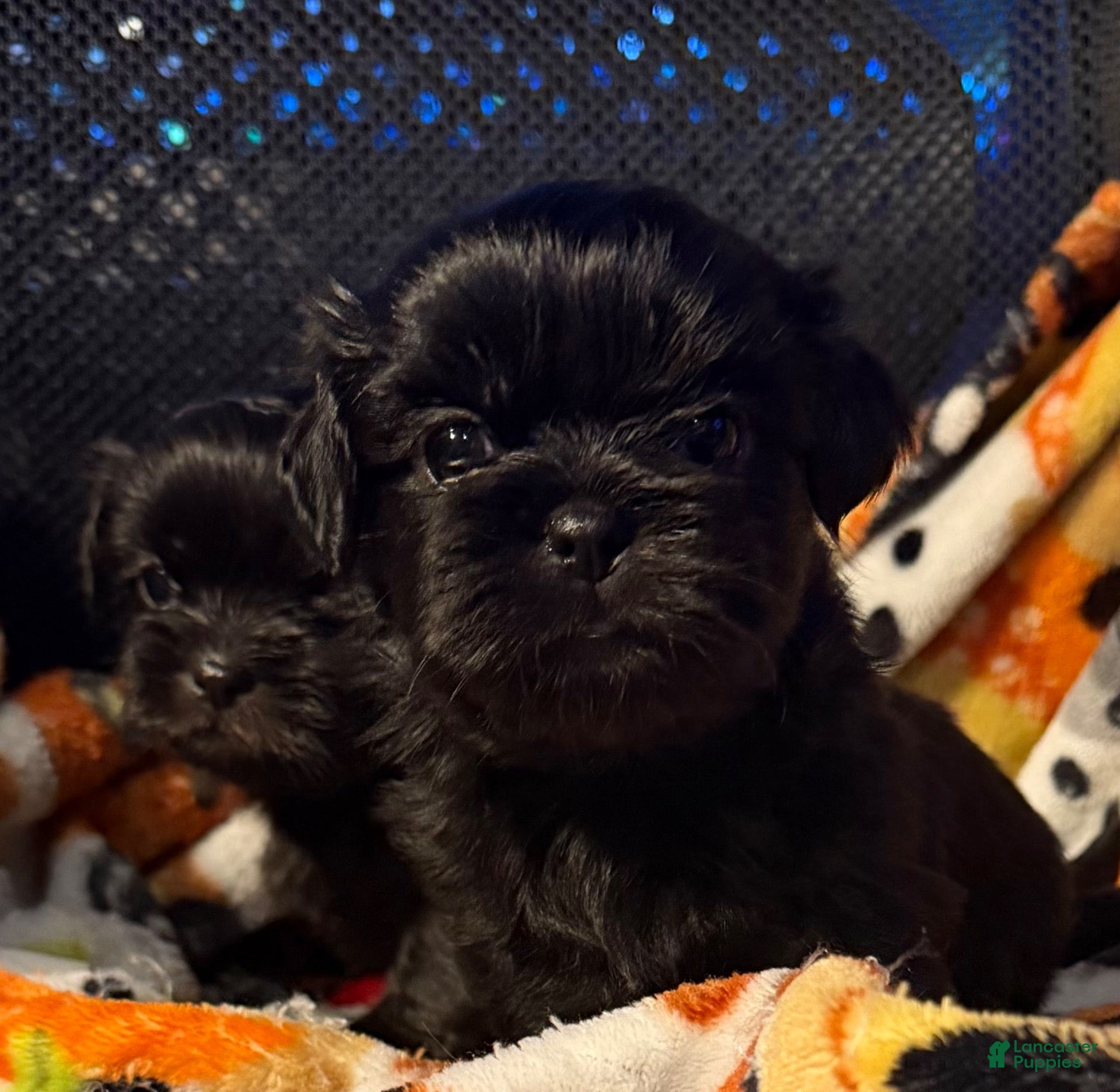 Shih Tzu dogs Shih Tzu 1 - Ad 41