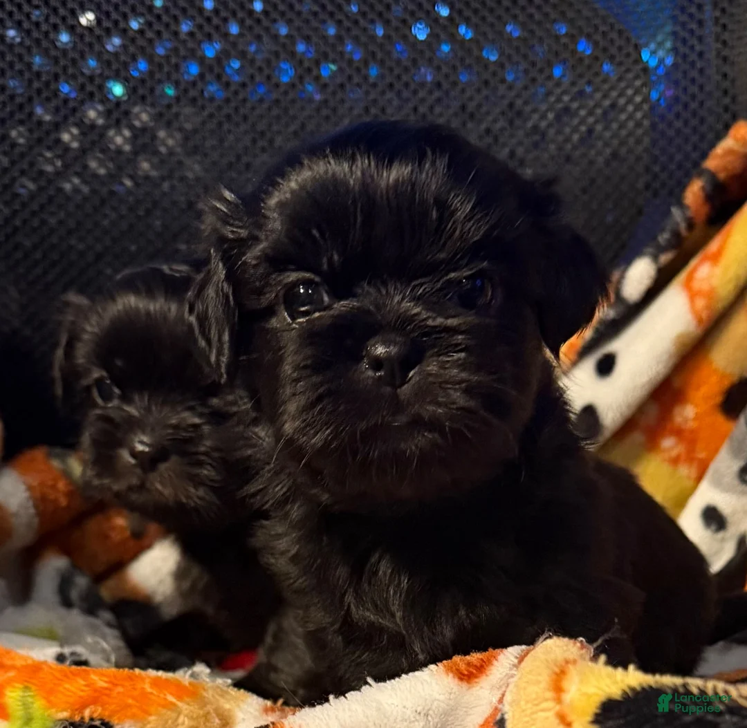 Shih Tzu dogs for sale: Shih Tzu 1 - Ad 1
