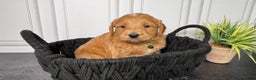 Mini Goldendoodle dogs for sale: Zero Mini Goldendoodle - Ad 1