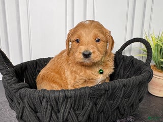 Mini Goldendoodle dogs Zero Mini Goldendoodle - Ad 38