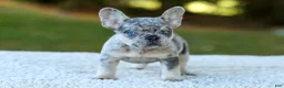 French Bulldog dogs for sale: Copper - Blue Merle - Ad 7
