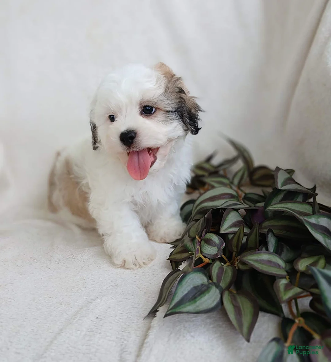 Teddy Bear dogs for sale: Connor - Ad 13