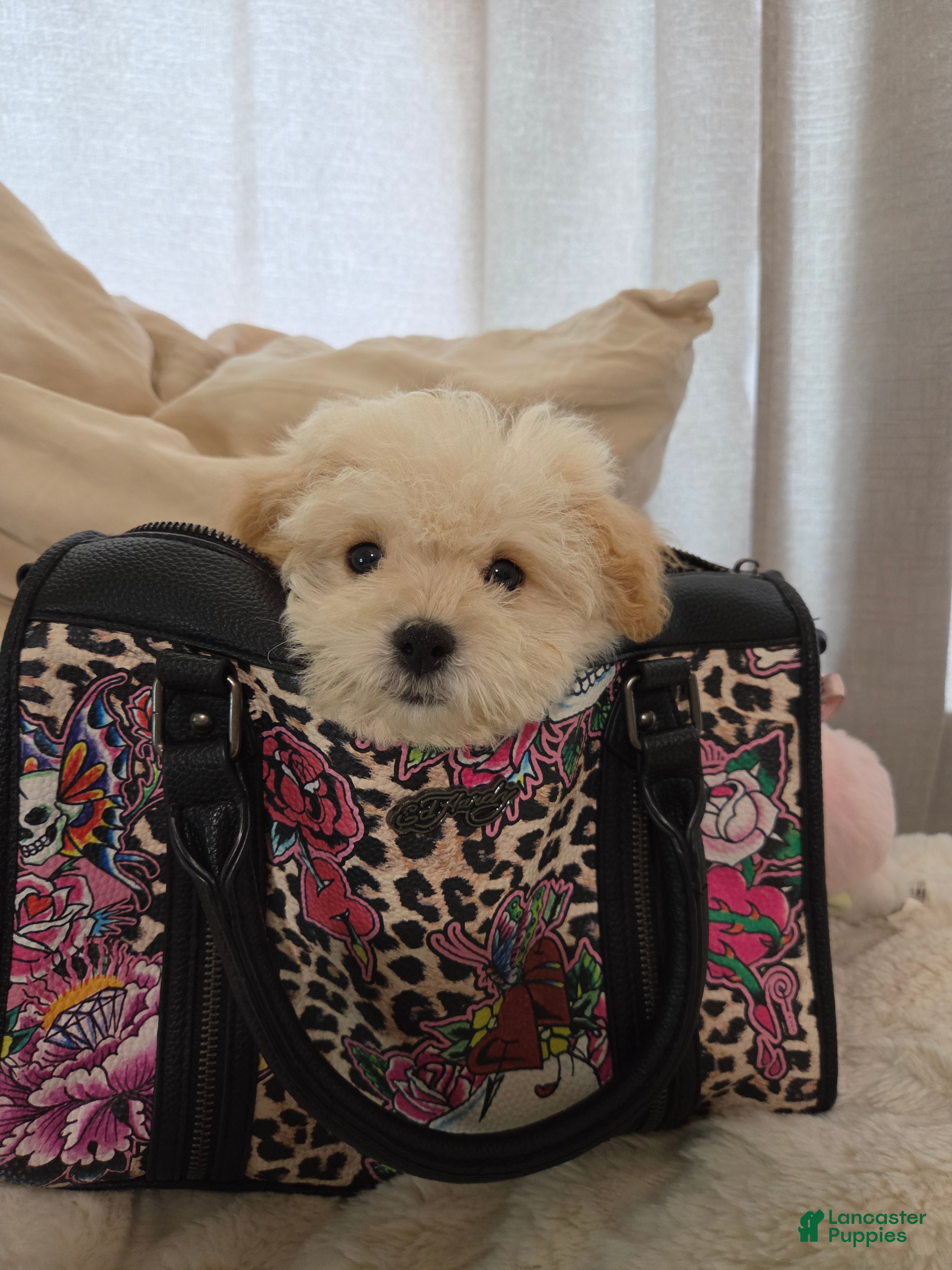 Maltipoo dogs Buddy - Ad 7