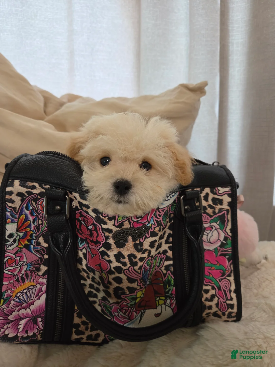 Maltipoo dogs for sale: Buddy - Ad 1