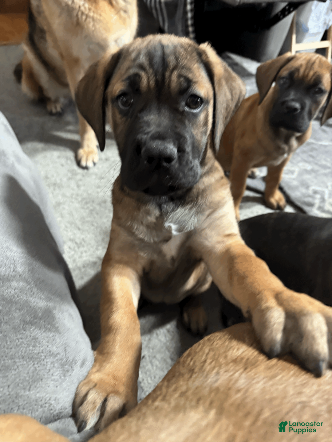 Cane Corso dogs for sale: Violet - purple girl - Ad 5