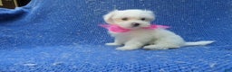 Maltese dogs for sale: Faith - Ad 1