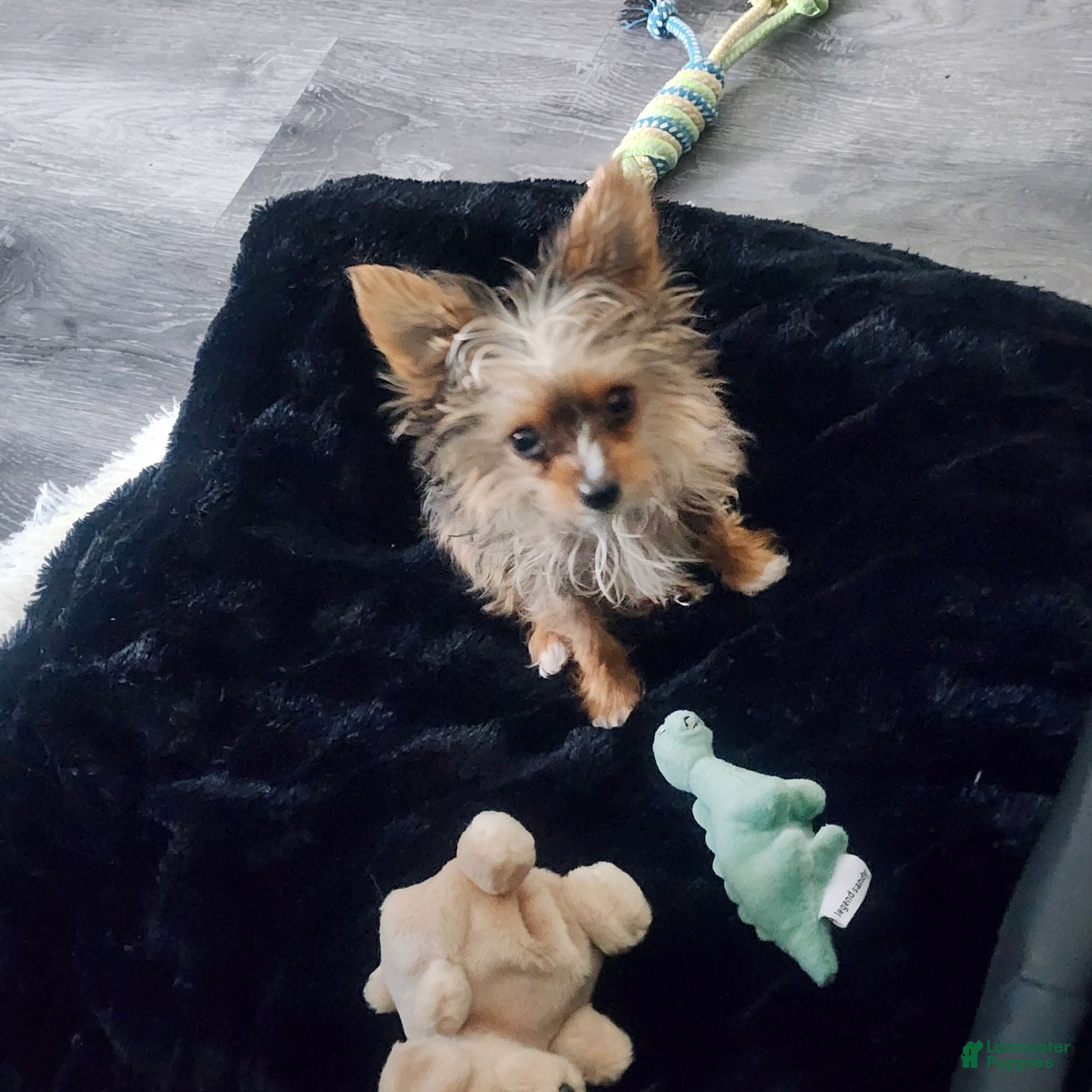 Yorkshire Terrier dogs Muscles - Ad 1