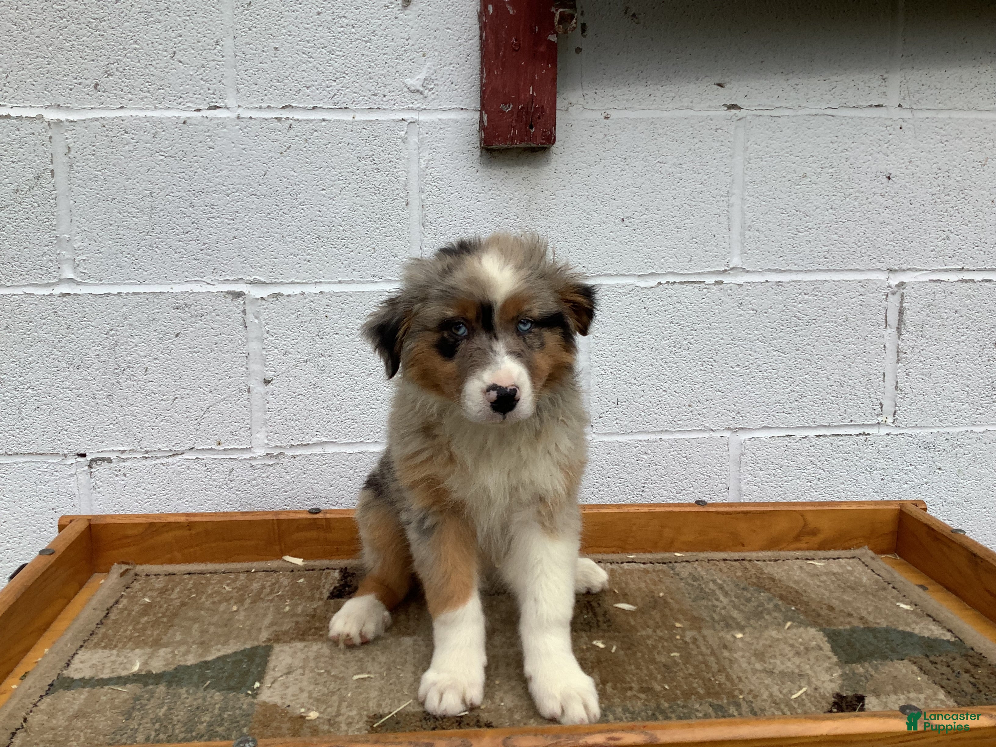 Australian Shepherd dogs Buster - Ad 1