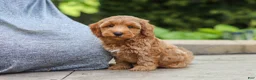 Maltipoo dogs for sale: Ranger - Ad 4