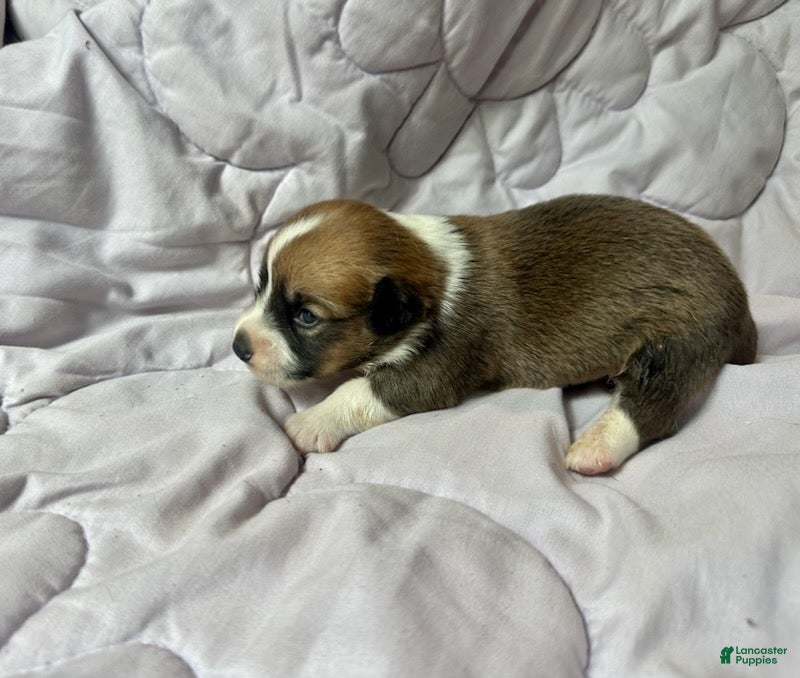 American Corgi dogs Sable male - Ad 1